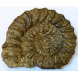 A large ammonite fossil - length 12"