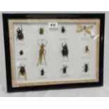 A display frame containing various Asian insects