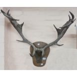 A vintage pair of fallow deer antlers mounted on an oak plaque