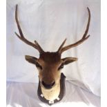 A vintage taxidermy trophy of a stuffed and mounted stag's head mounted on a shield shaped plaque