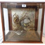 An oak vitrine containing a taxidermy display of two grey wagtails and a white wagtail by a tree