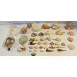 A collection of seashells including sea urchin, pink murex, nautilus, cone snail, etc.