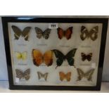 A box frame containing various Asian butterflies