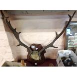 An old pair of fallow deer antlers on shield shaped mahogany plaque