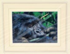 JOEL KIRK, 'BABY GORILLA', an original pastel drawing, signed by the artist, mounted in card but