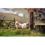 PAUL JAMES, a limited edition box canvas print of sheep in a field, 82/95, signed and numbered in