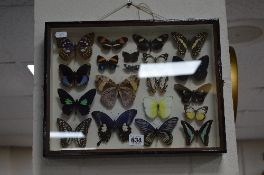 ENTOMOLOGY, a display case containing twenty various butterlies