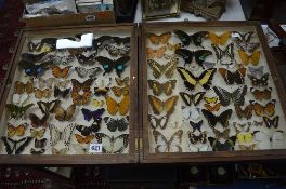 ENTOMOLOGY, a framed collection of over 80 various Butterflies mounted in a double display case with
