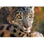 CARL BRENDERS, 'SNOW LEOPARD', a limited edition print 858/950, signed and numbered in pen, with