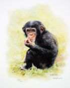 MANDY SHEPHERD, 'CHIMPANZEE', a limited edition print 357/600, signed and numbered in pencil, with