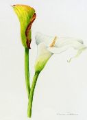 MAUREEN RIBBONS, 'LILY', a watercolour painting signed by the artist, framed and mounted, 31cm x