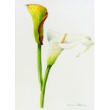 MAUREEN RIBBONS, 'LILY', a watercolour painting signed by the artist, framed and mounted, 31cm x