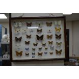 ENTOMOLOGY, a framed collection of thirty four British Butterflies, to include Red Admiral,