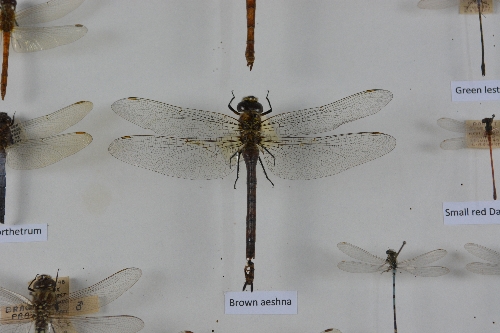 ENTOMOLOGY INTEREST, a case of British Species of Dragonflies and Damselflies, labelled in a display - Bild 2 aus 2