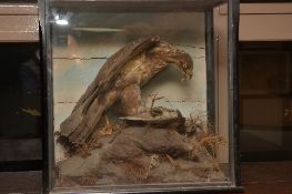 TAXIDERMY, a late Victorian Buzzard Plucking a Bird, within a glazed ebonised cabinet, lacking one