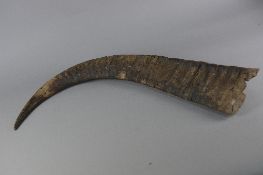 A SINGLE HORN PROBABLY FROM A MOUNTAIN GOAT OR SHEEP, dug up in Inver, County Donegal, in the