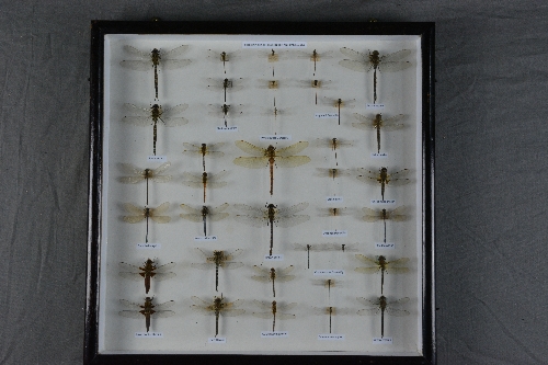 ENTOMOLOGY INTEREST, a case of British Species of Dragonflies and Damselflies, labelled in a display