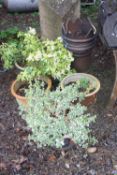 FOUR GLAZED GARDEN PLANT POTS, and a vintage treacle glazed crown chimney pot (s.d) (5)
