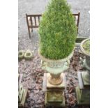 A CAST IRON CAMPANA URN, on square column base planted with bush, standing 109cm high, 45cm diameter