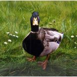 PAUL JAMES (BRITISH, 20TH CENTURY) 'Charlie on Grass' a limited edition print of a Mallard duck 7/