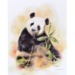 MANDY SHEPHERD (BRITISH 1960) 'panda' a limited edition print of a Panda chewing bamboo 357/600,