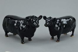 BESWICK ABERDEEN ANGUS BULL AND COW, No 1562 and No 1563, both approved by breed society (slight
