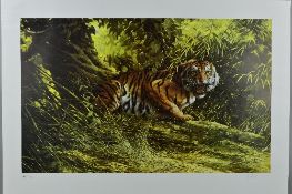 SPENCER HODGE (BRITISH 1943) 'EYE OF THE TIGER' a limited edition print of a snarling tiger 351/850,
