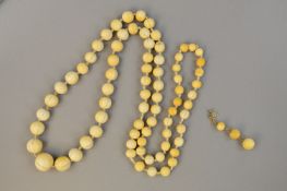 A LARGE STRING OF VICTORIAN IVORY BEADS, approximate length 56cm, with one earring