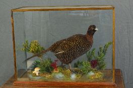 TAXIDERMY, a mid 20th Century Pheasant in a naturalistic setting, within an oak framed case with