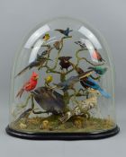 TAXIDERMY, a Victorian display, to include Kingfishers, Hummingbirds, Hoopoe, American Robin, Red