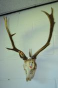 A PAIR OF STAG ANTLERS, mounted on a skull, approximate size width 50cm x height 70cm