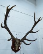 A PAIR OF EARLY 20TH CENTURY STAG ANTLERS, mounted on a skull with a shield plinth, approximate