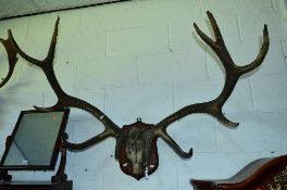 A PAIR OF EARLY 20TH CENTURY STAG ANTLERS, mounted on a skull with a shield plinth, approximate size