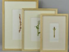 MAUREEN RIBBINS (BRITISH CONTEMPORARY) THREE WATERCOLOUR STUDIES OF SECTIONS OF PLANTS, all signed