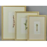 MAUREEN RIBBINS (BRITISH CONTEMPORARY) THREE WATERCOLOUR STUDIES OF SECTIONS OF PLANTS, all signed