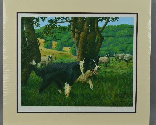 NIGEL HEMMING (BRITISH 1957) 'BORDER PATROL', a limited edition print 42/250 of a Border Collie dog,