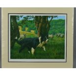 NIGEL HEMMING (BRITISH 1957) 'BORDER PATROL', a limited edition print 42/250 of a Border Collie dog,