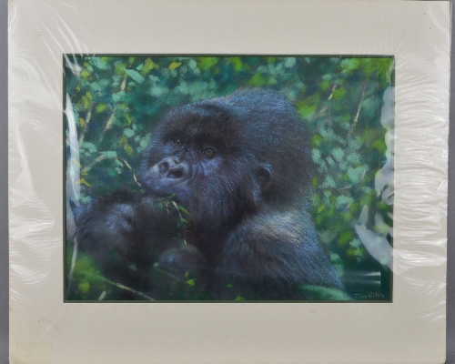 JOEL KIRK (BRITISH CONTEMPORARY), a pastel drawing of a Gorilla chewing on vegetation, signed