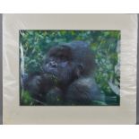 JOEL KIRK (BRITISH CONTEMPORARY), a pastel drawing of a Gorilla chewing on vegetation, signed