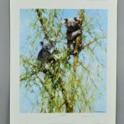 DAVID SHEPHERD (BRITISH 1931-2017), 'Up A Gum Tree', A Limited Edition print, 145/950, of Koala