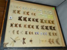 ENTOMOLOGY, a collection of various butterflies, moths, dragonflies, etc, displayed in a large