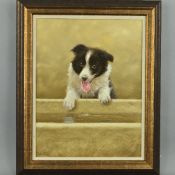 JOHN SILVER (BRITISH CONTEMPORARY), 'Border Collie Pup', an oil on board painting of a puppy