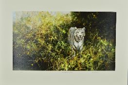 DAVID SHEPHERD (BRITISH 1931-2017), 'The White Tiger of Rewa', A Limited Edition print, 269/350,