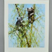 DAVID SHEPHERD (1931 - 2017) 'UP A GUM TREE', a limited edition print 143/950 of a Koala Bear in a