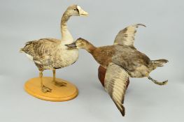 TAXIDERMY, a Greylag Goose mounted as standing, on an oval wooden base, height approximately 44cm,