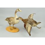TAXIDERMY, a Greylag Goose mounted as standing, on an oval wooden base, height approximately 44cm,