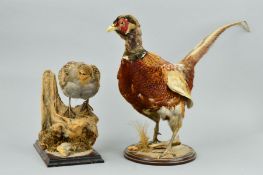 TAXIDERMY, a Cock Pheasant standing on a circular wooden plinth base, hand written to base 'Haselour