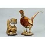 TAXIDERMY, a Cock Pheasant standing on a circular wooden plinth base, hand written to base 'Haselour