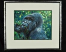 JOEL KIRK (BRITISH CONTEMPORARY), a Gorilla chewing on vegetation, pastel drawing, signed lower