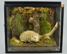 TAXIDERMY, a young pale coloured hedgehog in a naturalistic setting of a bank, leaves and twigs,